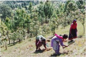 panchayat women forestry project.jpg